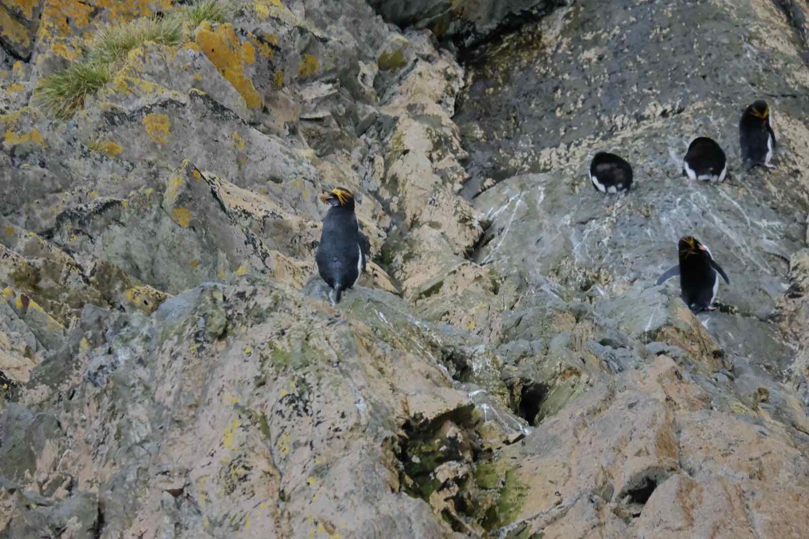 山上的Macaroni Penguin